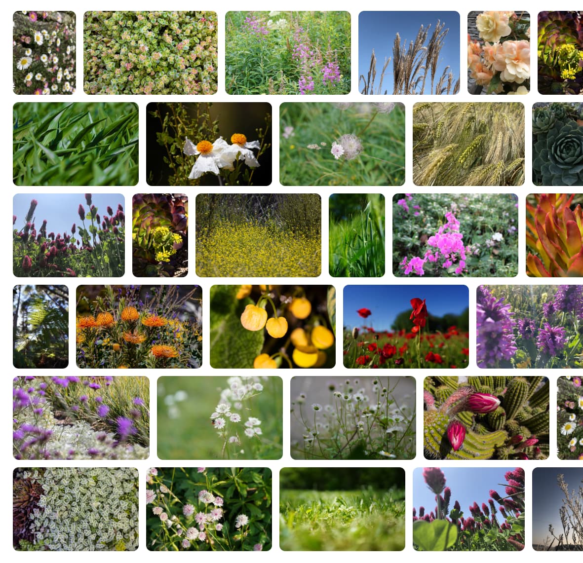 Diseño de mampostería en el que todas las filas tienen el mismo tamaño.